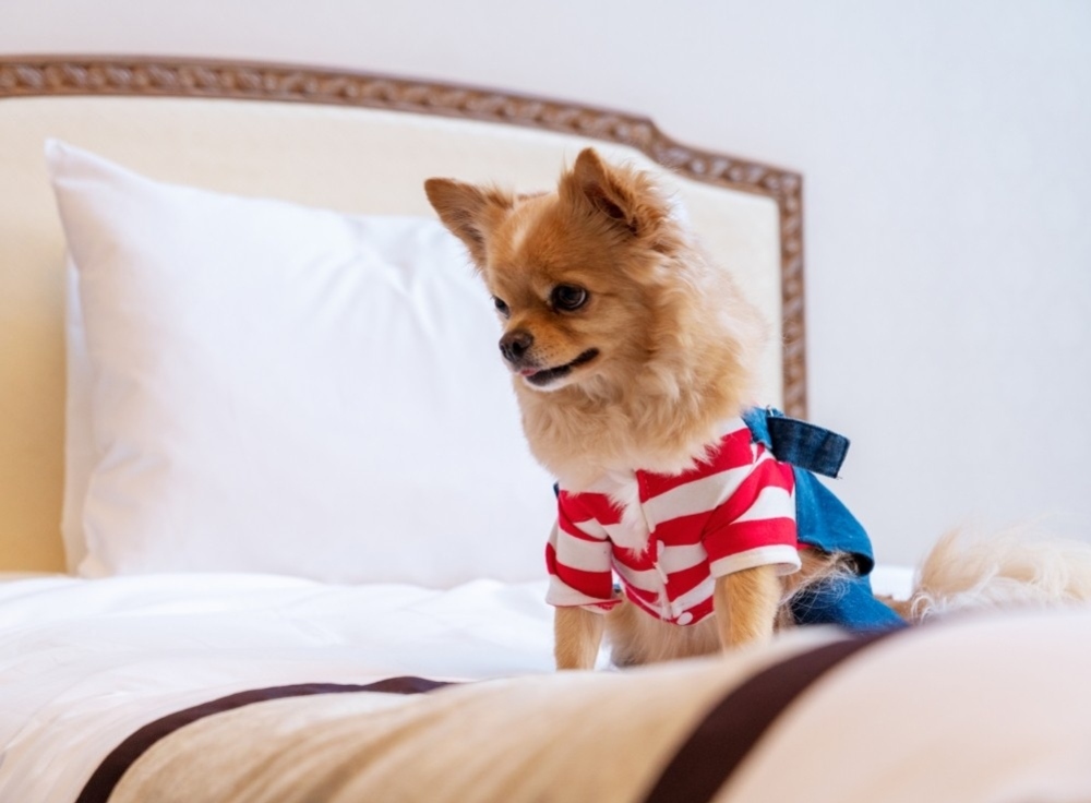 お台場でペットとホテルステイ【グランドニッコー東京 台場】