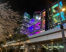 お台場で夜桜デート！