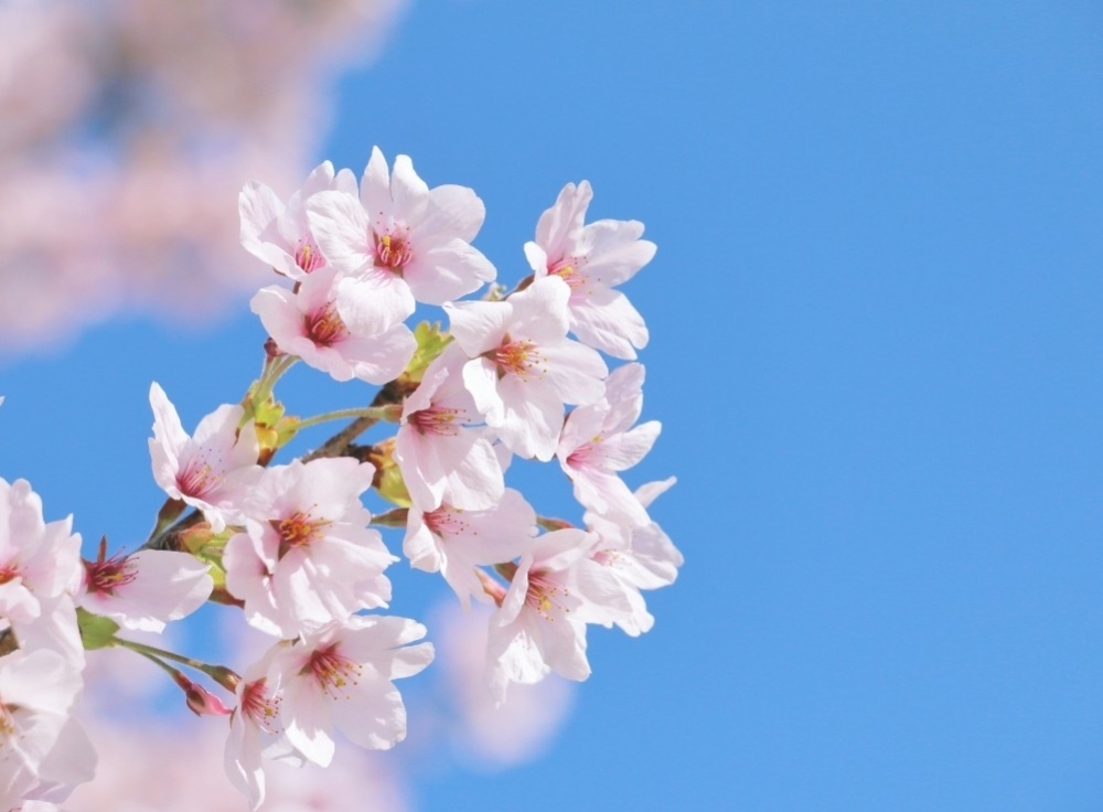 お台場の桜絶景スポット5選