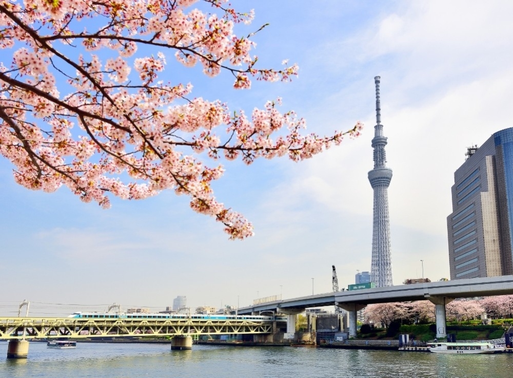 お台場でクルーズお花見！