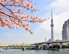 お台場でクルーズお花見！