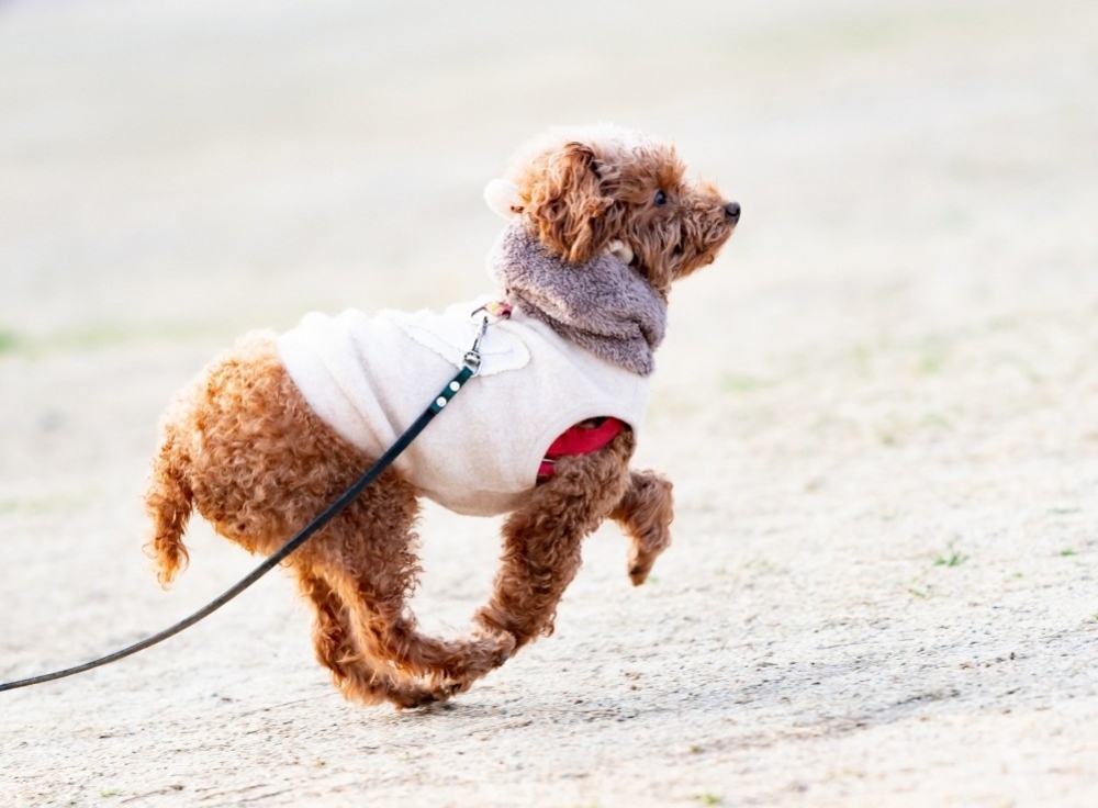 【2025年最新版】愛犬と一緒に楽しむ！お台場の魅力スポットガイド