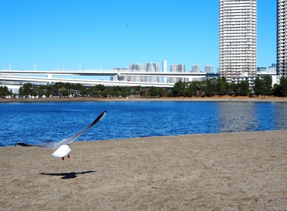 いま、お台場SUPがアツい！その理由とは？