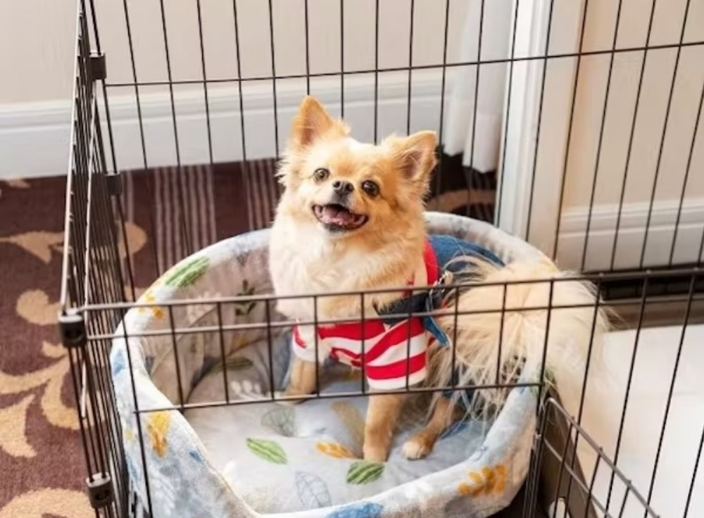 「グランドニッコー東京 台場」