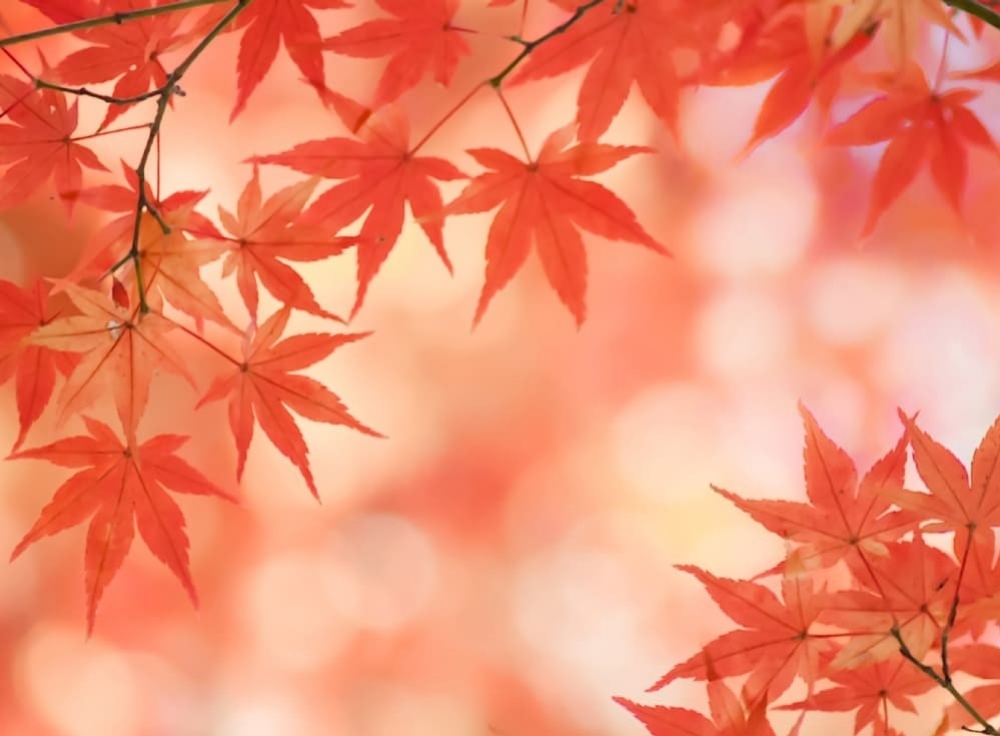 【2025年秋】お台場紅葉スポットベスト4｜夜景ライトアップ『YAKEI』も