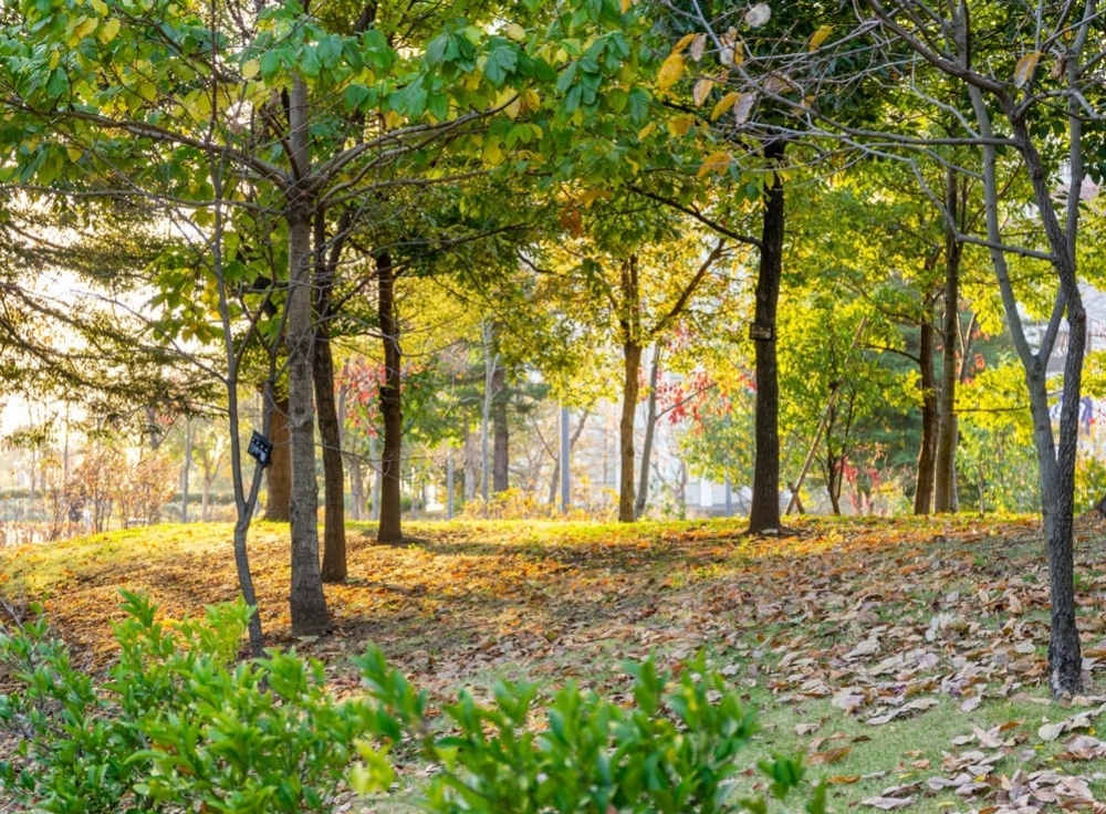 秋のお台場を楽しむための基礎知識