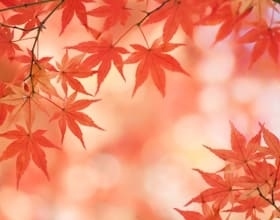 【2025年秋】お台場紅葉スポットベスト4｜夜景ライトアップ『YAKEI』も