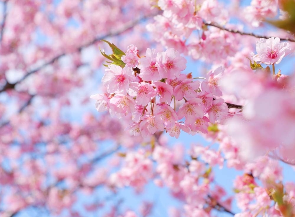 混雑を避けて楽しむ「東京の桜穴場スポット」