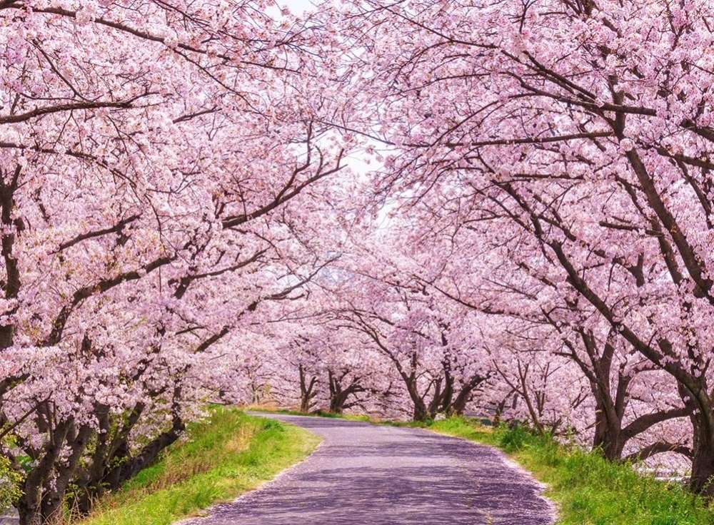 【2026年版】東京の桜開花予想と花見の穴場スポットガイド