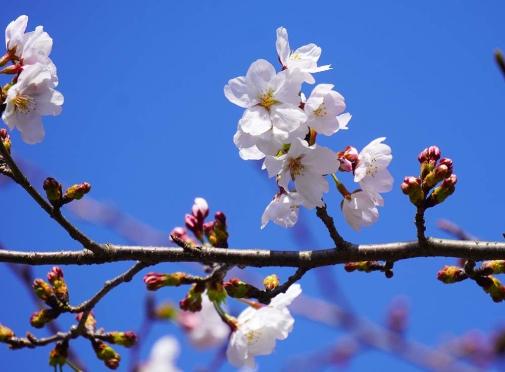 2026年の東京の桜はいつ咲く？開花＆見頃予想