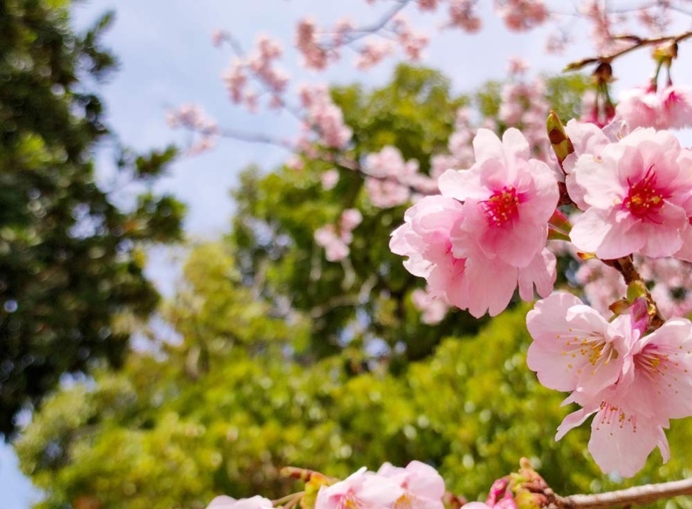 まとめ｜2026年の東京の桜は「時期」と「場所選び」がカギ