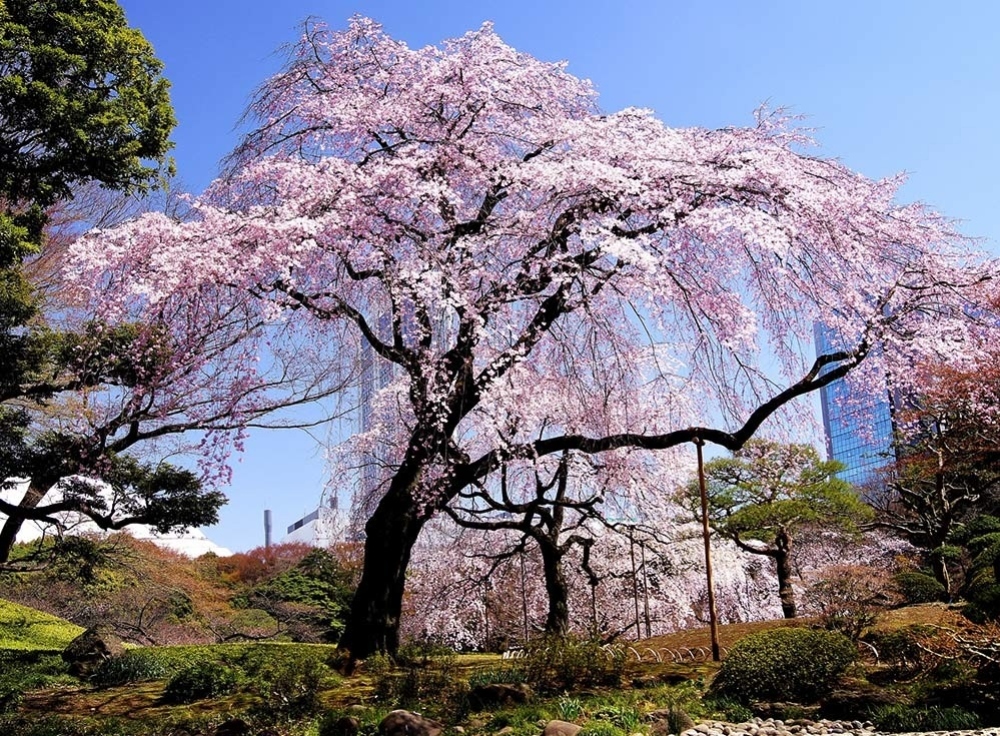 小石川後楽園（都心の静かな日本庭園）
