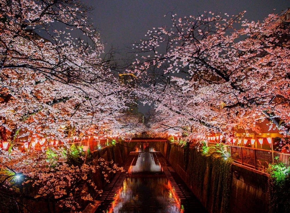 目黒川（桜並木の王道）