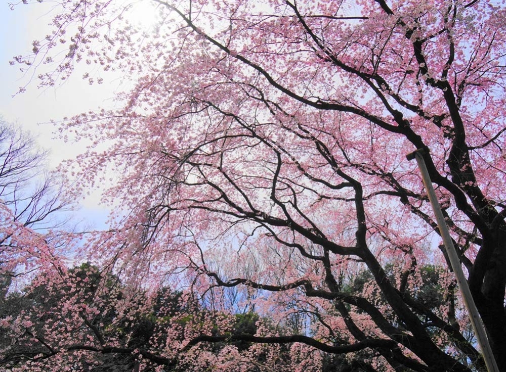 新宿御苑（落ち着いた花見）