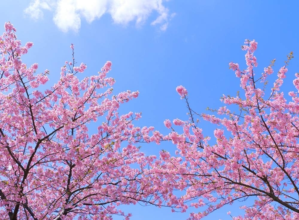 東京で人気の定番お花見スポット