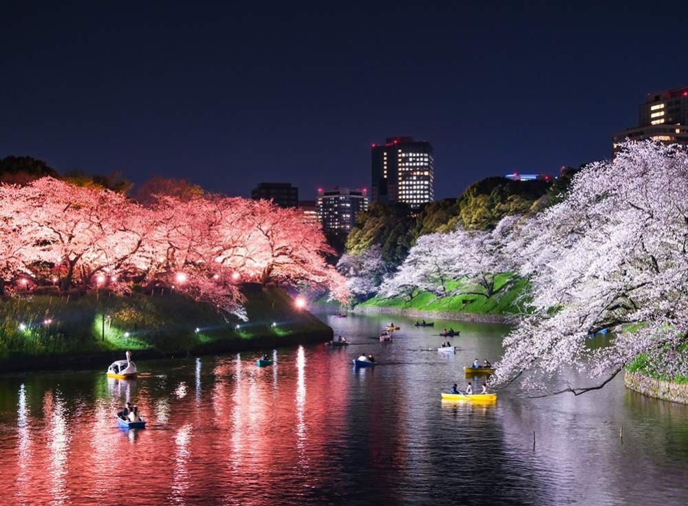 千鳥ヶ淵緑道（お堀×桜の絶景）
