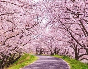 【2026年版】東京の桜開花予想と花見の穴場スポットガイド