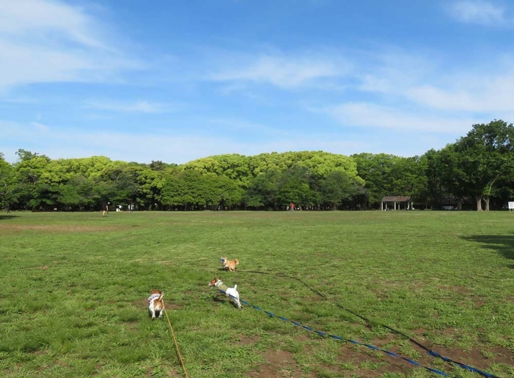 代々木公園ドッグラン｜都心の豊かな自然の中で愛犬とのびのび遊ぶ