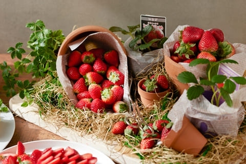 The Grill on 30th 「冬のプリフィックスランチ」