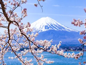 sakura fuji Mountain