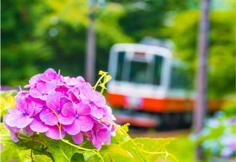 Hakone Ajisai Train