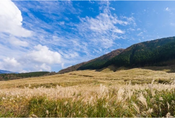 Sengokuhara Pampas Grass Fields