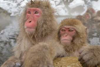 Japanese macaques soaking in hot springs