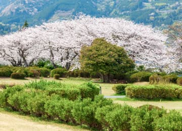 富士川堤防櫻花並木の桜風景