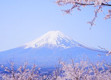 新倉山淺間公園の桜風景