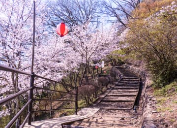 岩殿山丸山公園の桜風景
