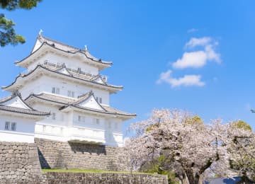 小田原城の桜風景