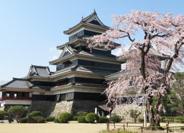 松本城の桜風景