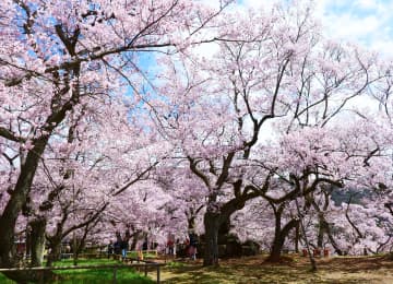 高遠城址公園の桜風景