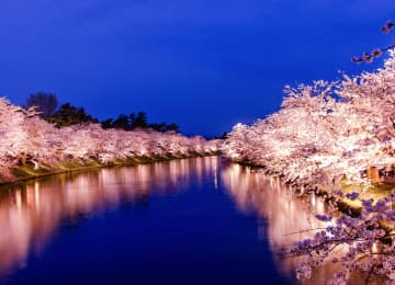 弘前公園の桜風景