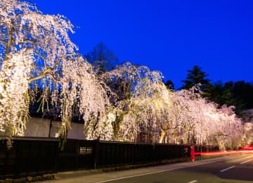 角館武家屋敷通の桜風景
