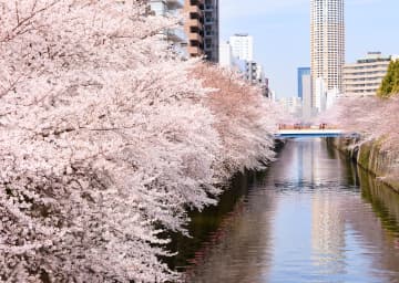 画像:春の東京