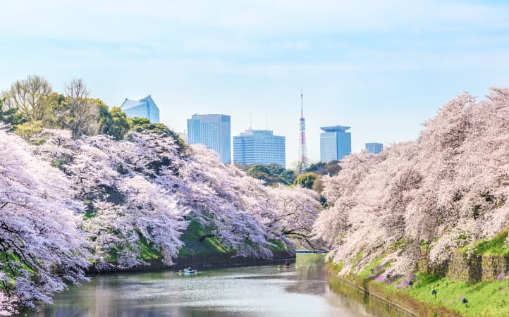 画像:水路の両岸に桜が咲き、奥に都市の建物が見える春の風景