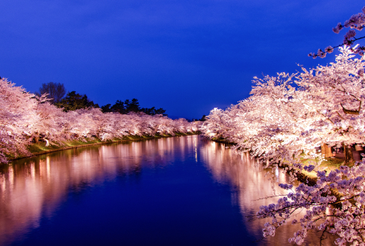 画像:夜、ライトアップされた桜が斜面一面に咲き重なっている風景