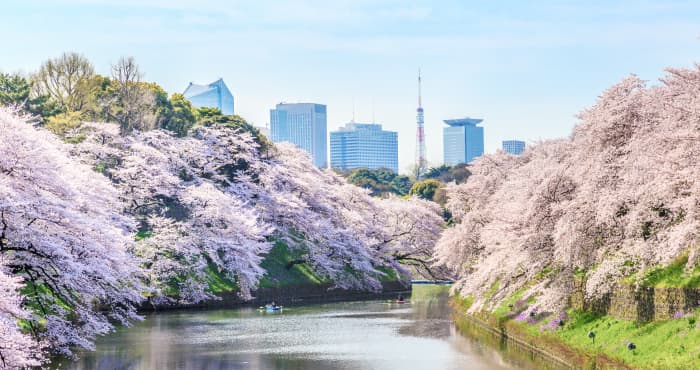 千鳥之淵の桜風景