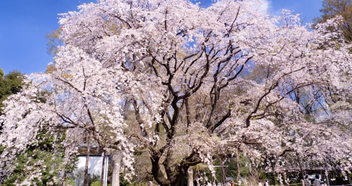 六義園の桜風景