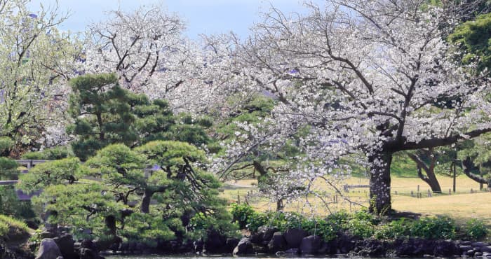 濱離宮恩賜庭園の桜風景