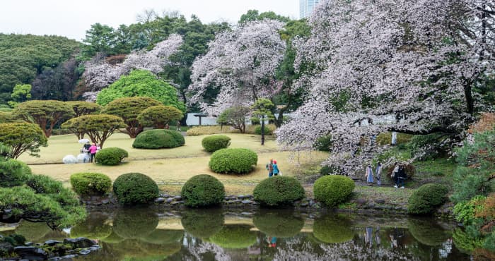 新宿御苑の桜風景